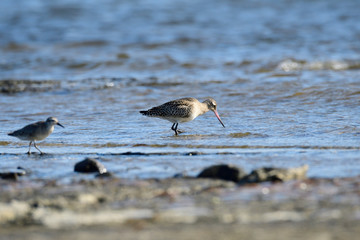 Pfuhlschnepfe im Herbst an der Ostsee