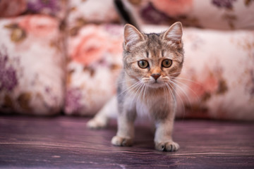 kitten scottish british cat burma munchkin animals