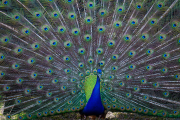 Majestic male peacock in full iridescent display radiating confidence, drama and visual power