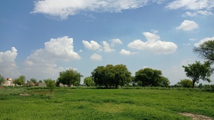 Fototapeta premium landscape with trees
