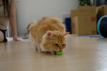 ペットボトルのキャップで遊ぶ猫（マンチカン）