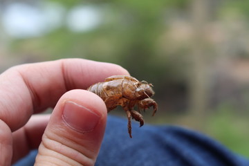 BUG cicada Ecdysis changing Skin