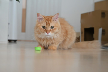 ペットボトルのキャップで遊ぶ猫（マンチカン）