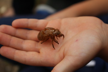 BUG cicada Ecdysis changing Skin