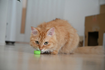 ペットボトルのキャップで遊ぶ猫（マンチカン）