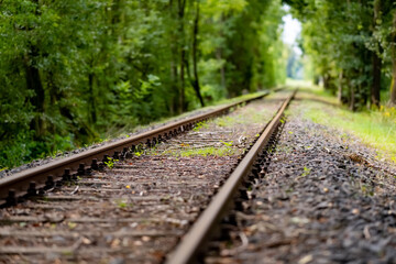 Fototapeta premium Gleis Eisenbahn Schiene Strecke Profil Bahndamm Wald Bäume Rost Unkraut Vegetation Deutschland Fluchtpunkt Perspektive Zug Nebenstrecke stillgelegt Sinnbild Zukunft Nostalgie Vergangenheit Ära Natur 