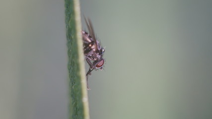 eye of a fly sitting on the grass close up