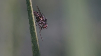 a fly is sitting on a thin blade of grass