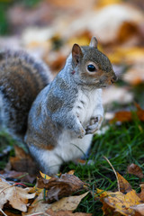 Naklejka na ściany i meble squirrel in autumn