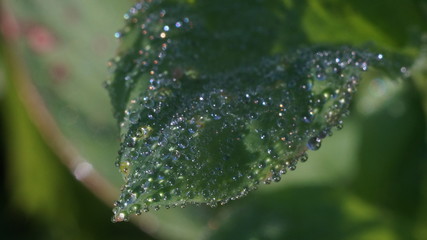 green leaf with glistening dew drops