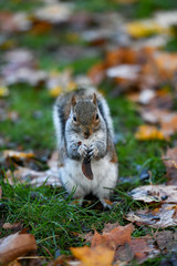 squirrel in the forest
