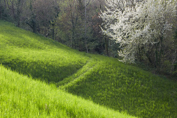 Cherry tree in green grass near Marostica