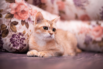 Fototapeta na wymiar kitten scottish british cat burma munchkin animals 