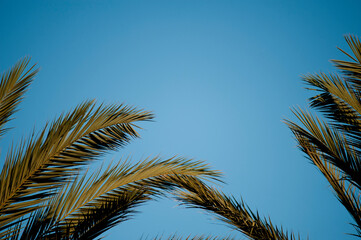 Obraz na płótnie Canvas palm trees with blue sky, space for text