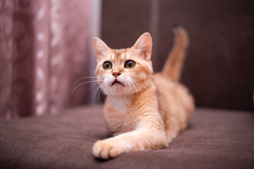 kitten scottish british cat burma munchkin animals
