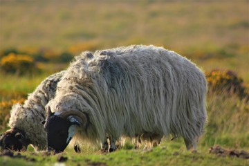 Dartmoor Ram grazing