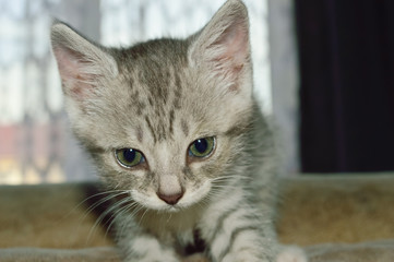 close-up - domestic small gray tabby kitten is curious and playfully examines what is ahead of him