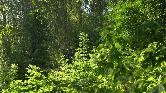 Beautiful sunny summer green leafy forest in countryside