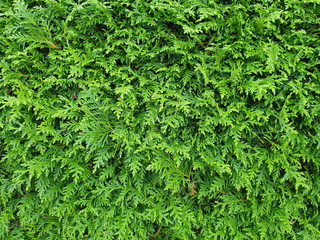 Grüne Hecke von Thuja Lebensbäumen als Sichtschutz