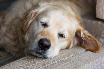 Close up portrait of cute golden labrador retriever dog sleeping and seeing sweet dreams on wooden floor. Selective focus on nose