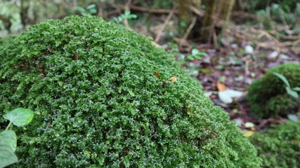 岩に着生するコツボゴケです
涼しげな雰囲気を作ってくれます