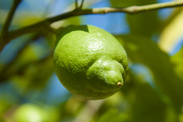 One green lemon grows on a branch in the sunlight on blurred background. Ripening green juicy lemon in the in the sunshine. Beautiful colorful illustration of mediterranean agriculture