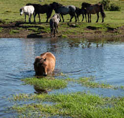 Beautiful Dartmoor ponies with foals, take a refreshing dip and drink on a hot Summer day on Dartmoor