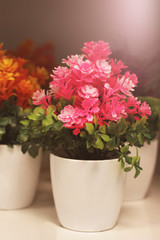 Decorative flowers in white pots