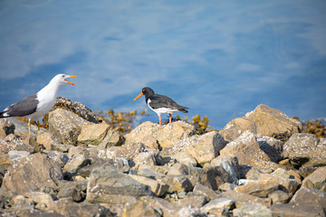 Eurasian oystercatcher and seagull on the rocks 