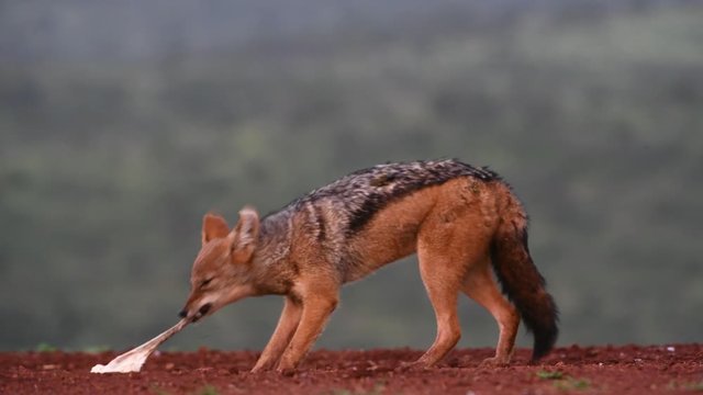 Black-backed jackal, pulls a piece of meat from the ground
