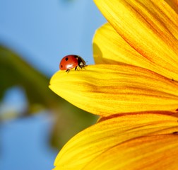 Fototapeta premium A cute red ladybug sits on the petal of a yellow sunflower. Beautiful petals of a yellow flower on a background of blue sky. Postcard from the landscape of nature