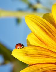 A cute red ladybug sits on the petal of a yellow sunflower. Beautiful petals of a yellow flower on a background of blue sky. Postcard from the landscape of nature © New Happy World