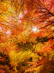 日本の紅葉　秋のイメージ