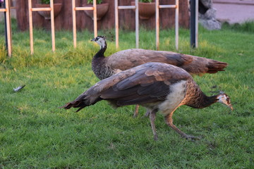 peacocks in the grass