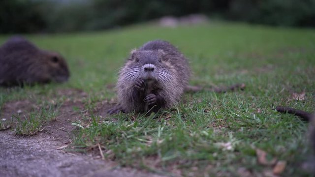 Wild baby coypu Myocastor Coypus. Baby nutria on a green lawn near Lake Como in Italy. Family of many little nutria. oypu babies on a waterside. Child nutria group walking on grass