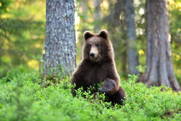 brown bear in the forest at summer