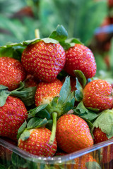Strawberry - Strawberry packed on the counter ready for sale