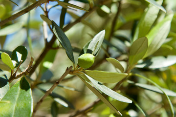 Green growing olive close up on a picturesque deciduous tree on a sunny day. Picturesque natural...