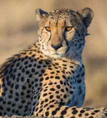 Portrait of a male cheetah (Acinonyx jubatus) in the evening sunlight of the Madikwe Reserve, South Africa