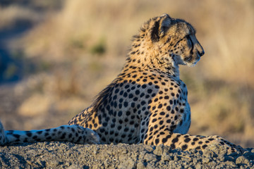 Portrait of a male cheetah (Acinonyx jubatus) in the evening sunlight of the Madikwe Reserve, South Africa
