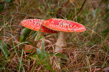muchomor  © Marcin Łazarczyk