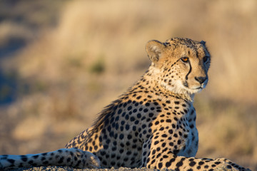 Portrait of a male cheetah (Acinonyx jubatus) in the evening sunlight of the Madikwe Reserve, South Africa