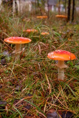 muchomor  © Marcin Łazarczyk