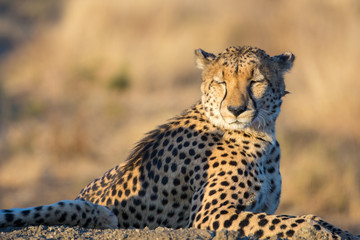 Portrait of a male cheetah (Acinonyx jubatus) in the evening sunlight of the Madikwe Reserve, South Africa