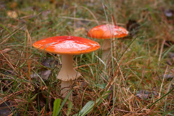 muchomor  © Marcin Łazarczyk