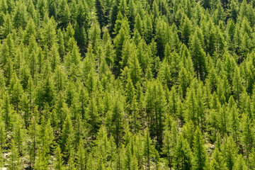 forest of young pines for background. © fotoember