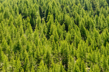 Obraz premium forest of young pines for background.