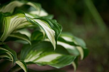 Close up of tip of hosta leaf