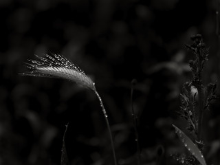 Tropfenf&auml;nger / Drop Catcher