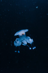 Obraz na płótnie Canvas méduses à travers la vitre d'un aquarium